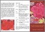 Flyer Vorderseite